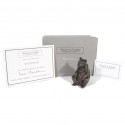 Bronze Bear Sculpture: Seated Bear by Sue Maclaurin